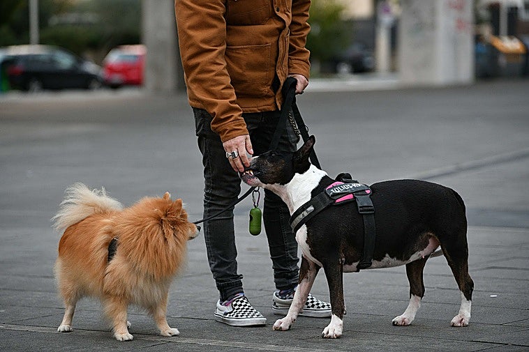 Los perros también lloran: una decena de sentencias fijan ya en Valencia la custodia compartida de mascotas ante divorcios