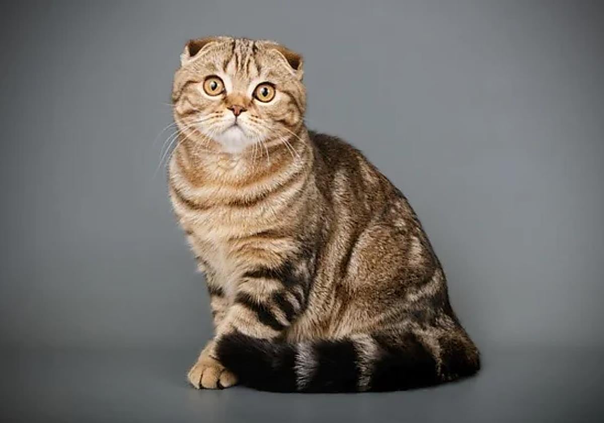 Los gatos son animales de costumbres.