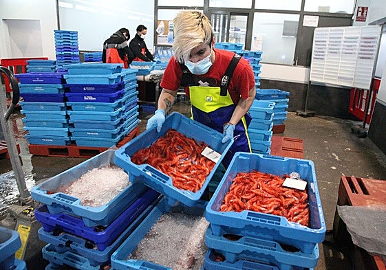 Imagen de gamba roja de Dénia preparada para salir a subasta