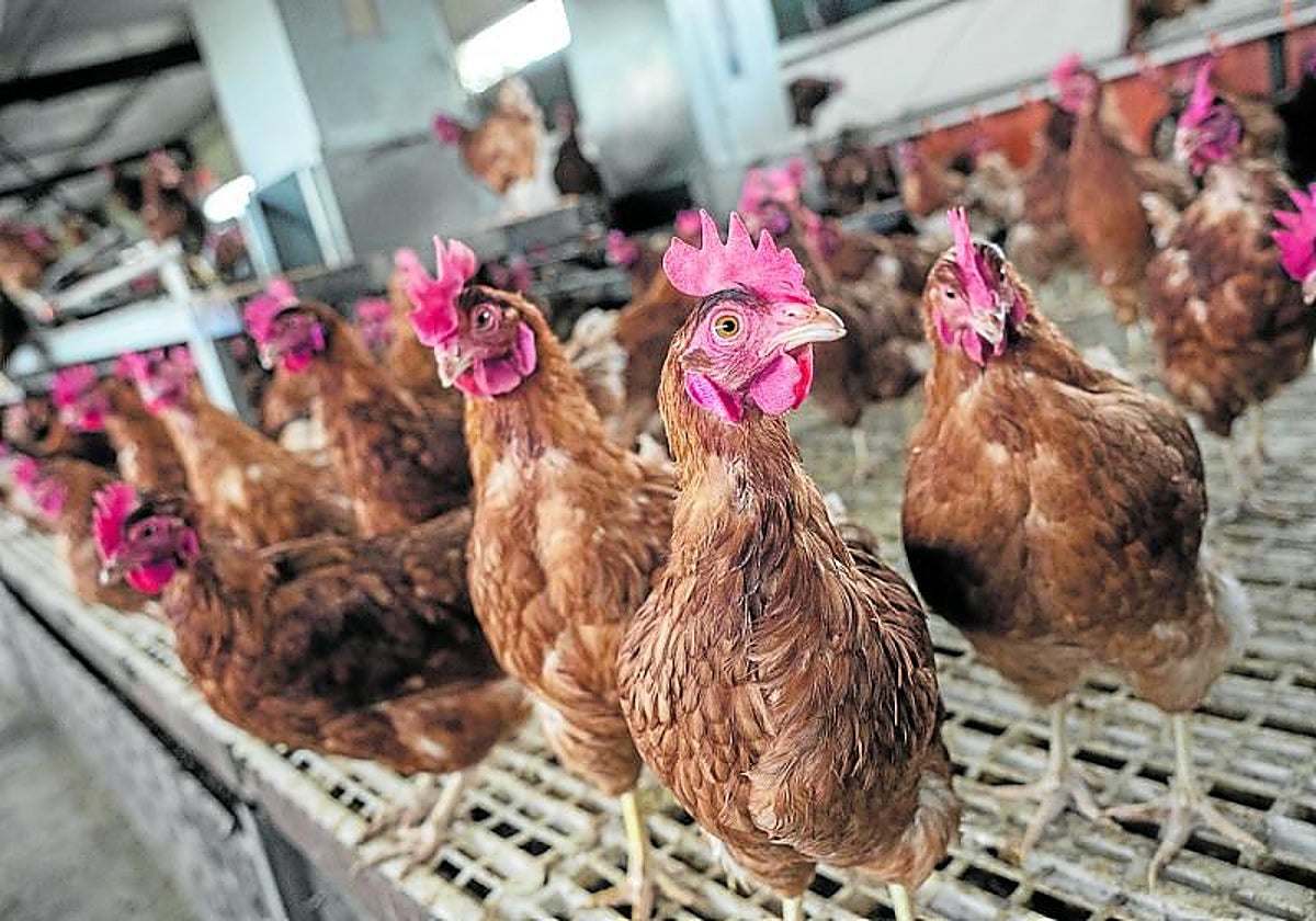 El confinamiento de aves se extiende a todas las granjas de la Comunitat al aumentar el Gobierno la alerta