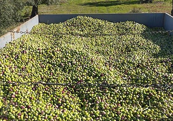 Aceitunas en un remolque en un olivar.