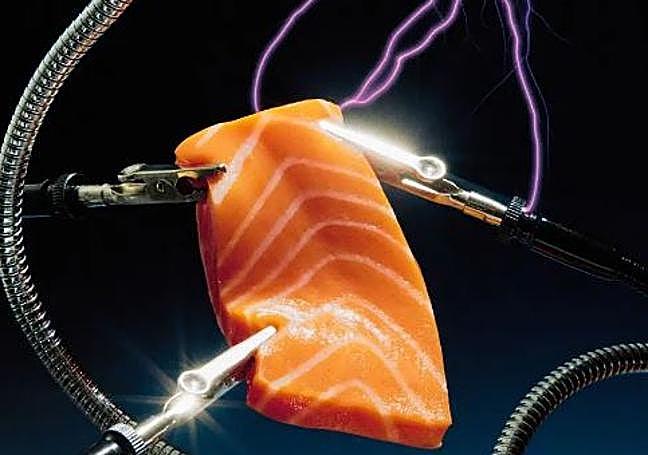 Salmón de laboratorio.