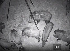 Piara de cerdos capturada en las jaulas trampas instaladas en Xàtiva.