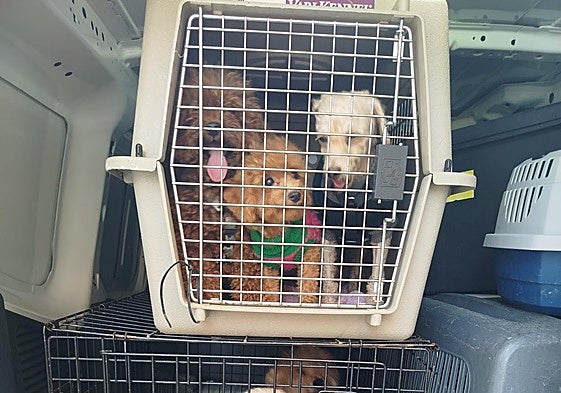 Algunos de los perros rescatados del criadero ilegal por la Policía Local de Valencia.