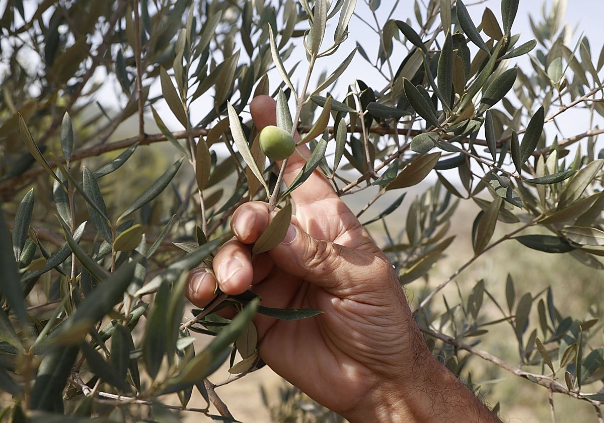 Producción de aceituna en olivos valencianos