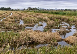 La paja del arroz se pudre en la Albufera, en una imagen de octubre.