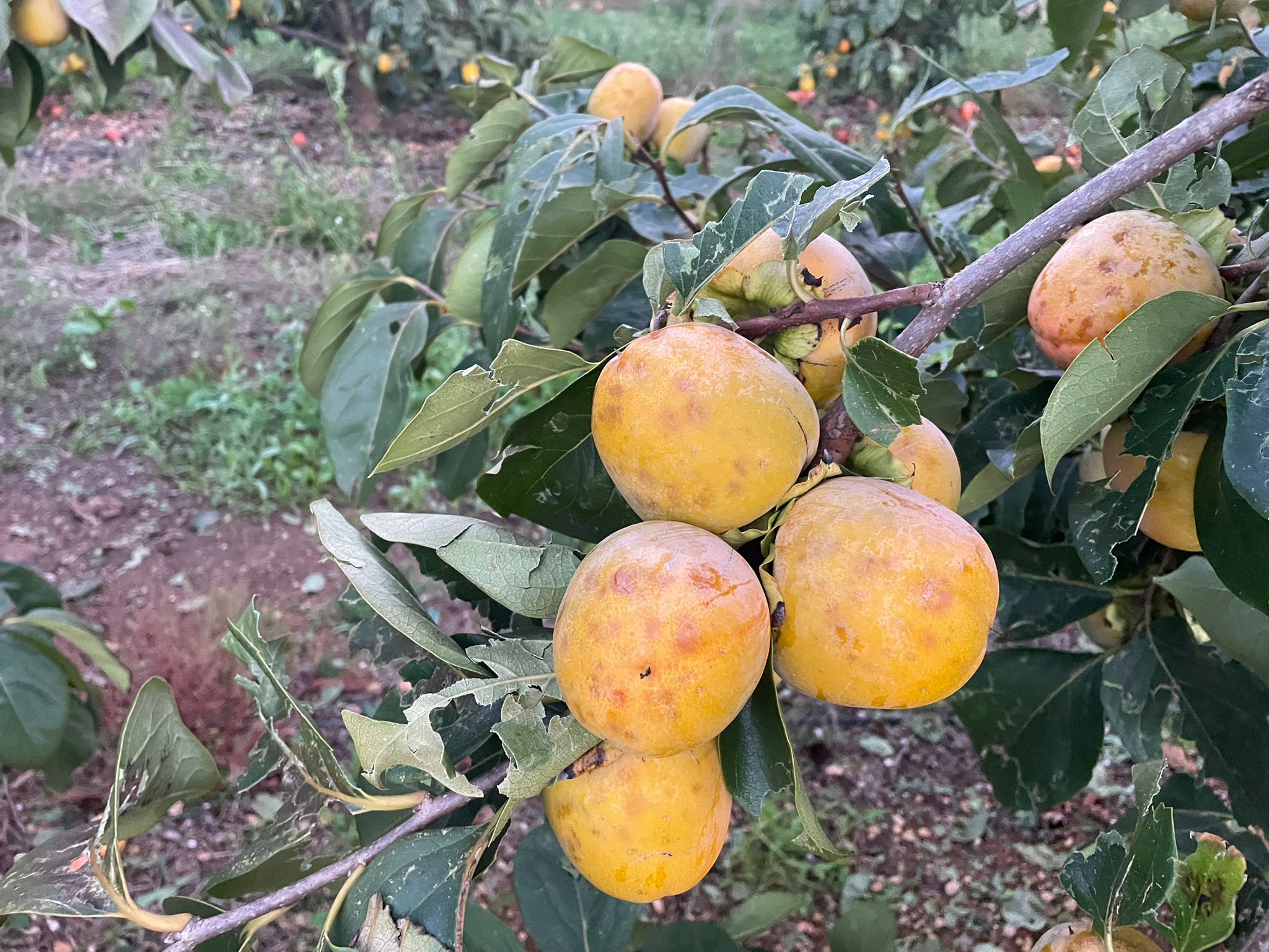 Caquis dañados por el granizo.