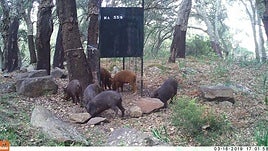 Jaulas-trampa para capturar jabalíes.