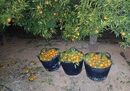 Capazos de clementinas cogidas por falsos collidors, sorprendidos cuando las robaban al anochecer.