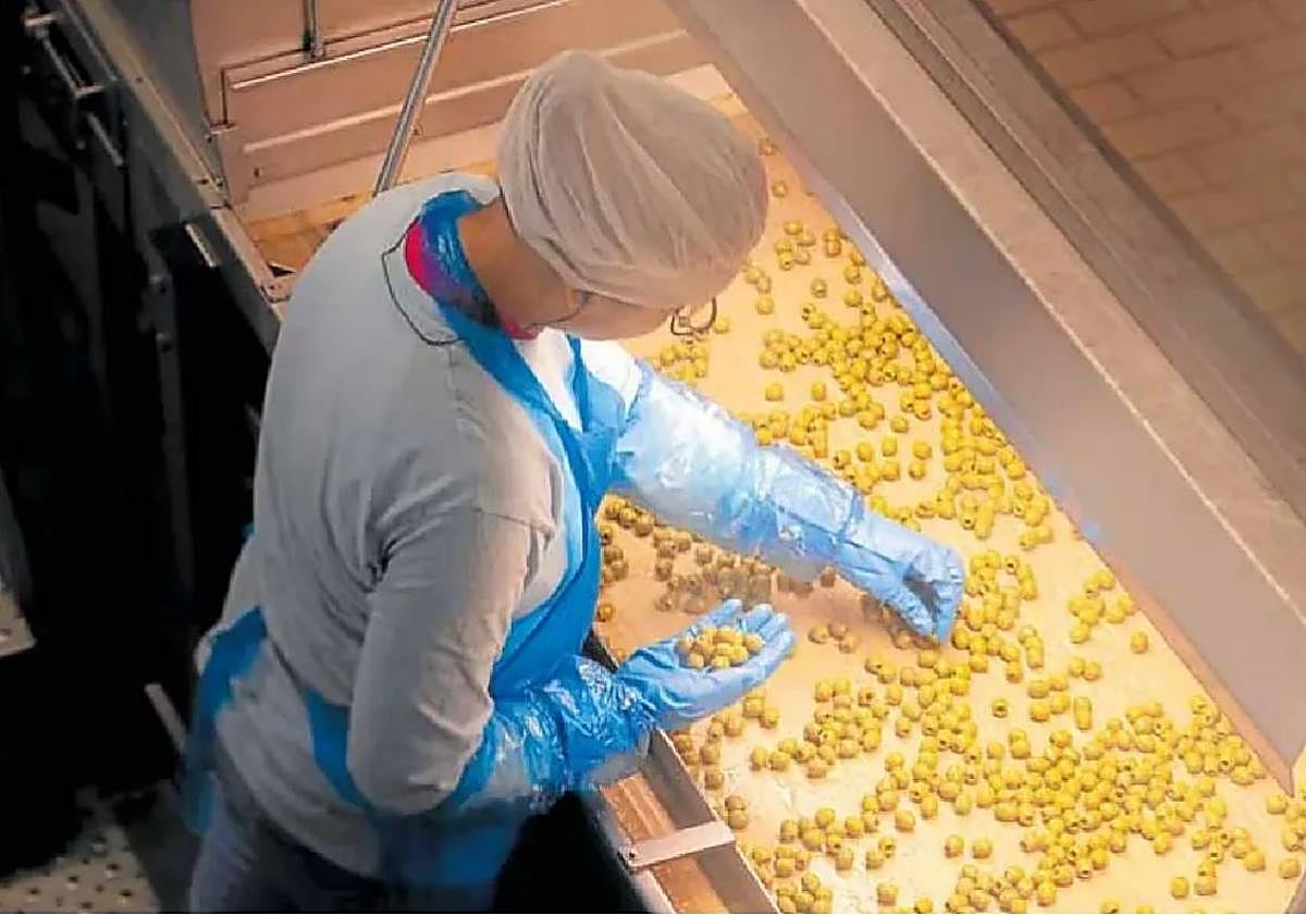 Imagen principal - Doce millones de aceitunas pasan cada año por la cadena de producción de la empresa. 