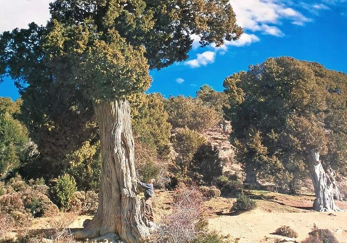 Espectacular imagen del Sabinar que acompaña a la candidatura.