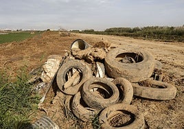 Restos arrastrados por la barrancada del 29-O a la Albufera.