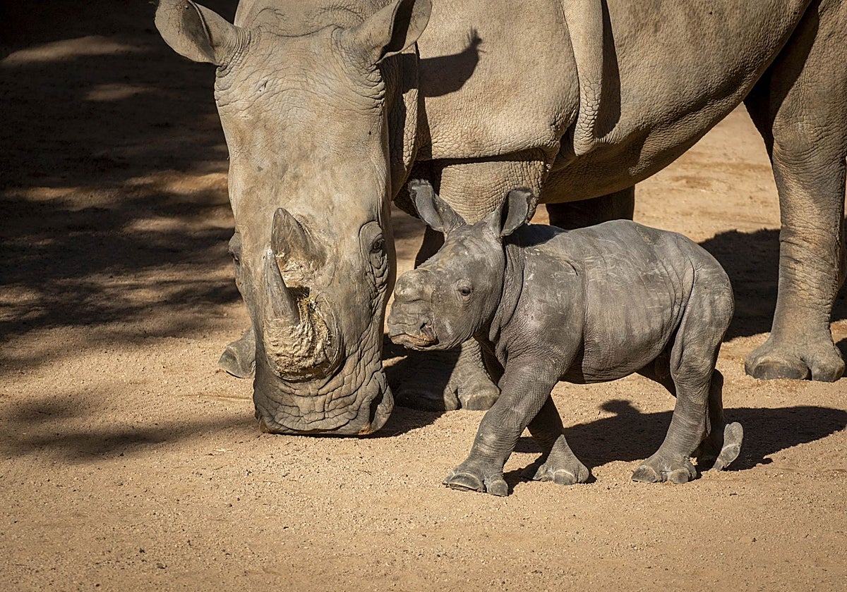 El bebé rinoceronte empieza a reconocer los alrededores.