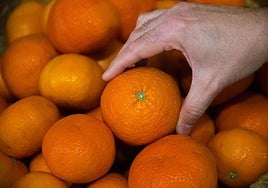 Tratan de robar 150 kilos de mandarinas en una plantación de Burriana