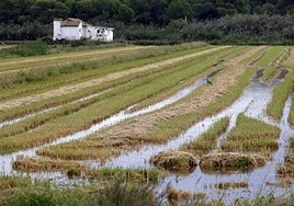 Arrozales de la Albufera.