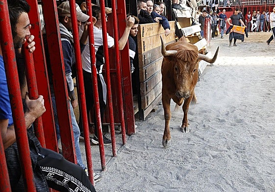 Espectáculo de bous al carrer en Cheste.