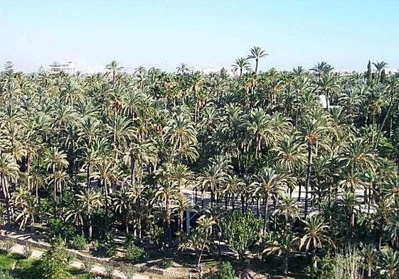 El palmeral de Elche.