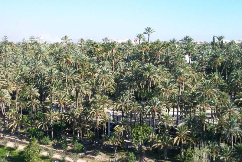 El palmeral de Elche.