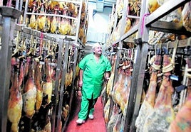 Industria cárnica. Un operario especialista supervisa la evolución de cientos de jamones durante su proceso de curado en un secadero.