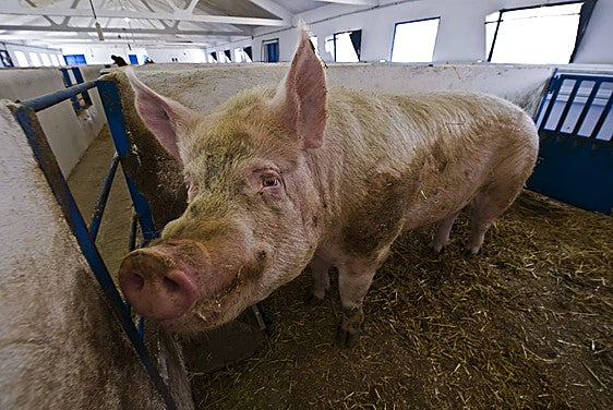 Un cerdo en una granja.