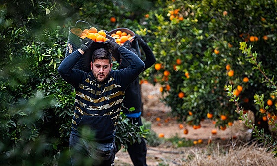 Trabajadores en un campo de naranjas.