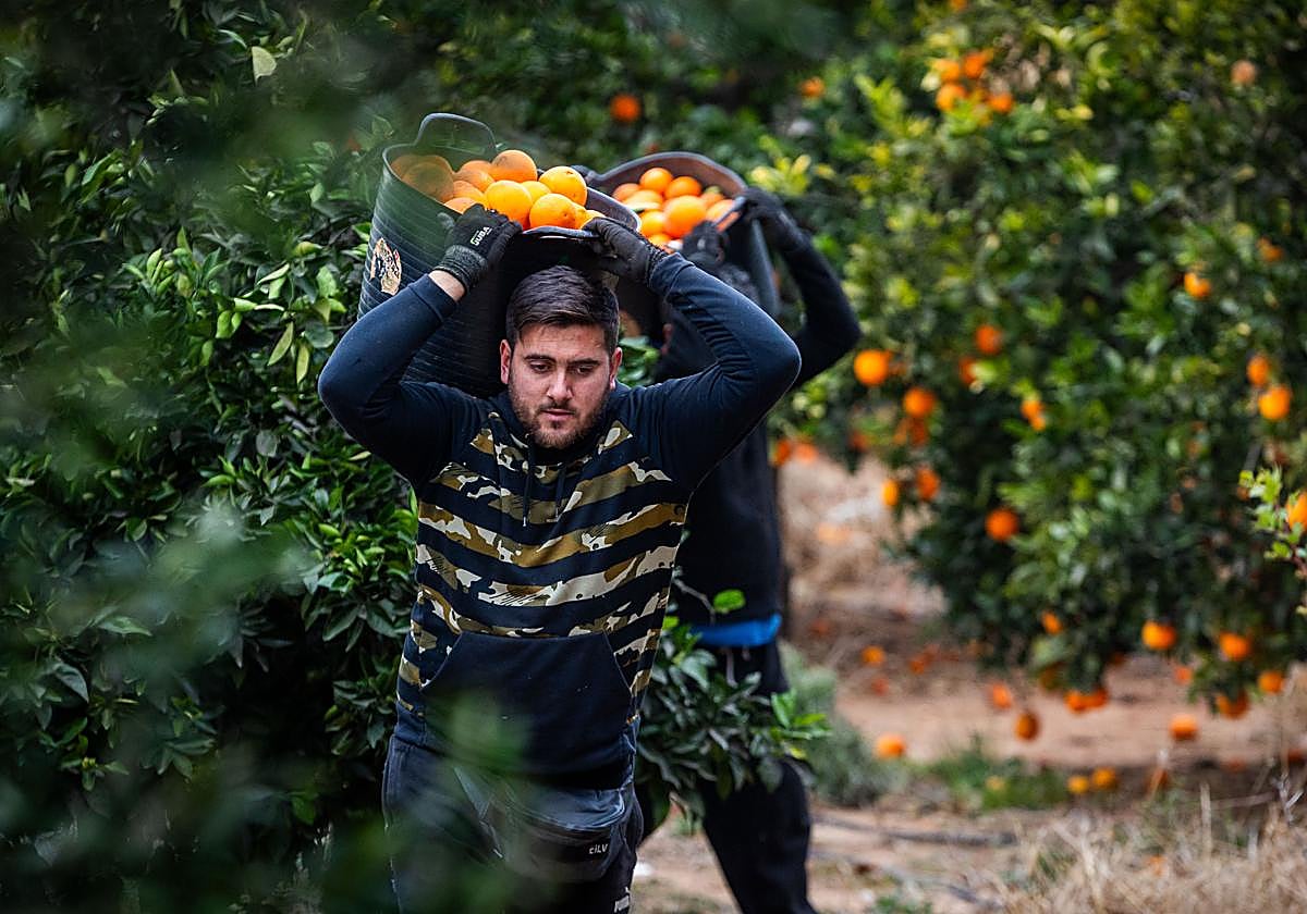 Trabajadores en un campo de naranjas.