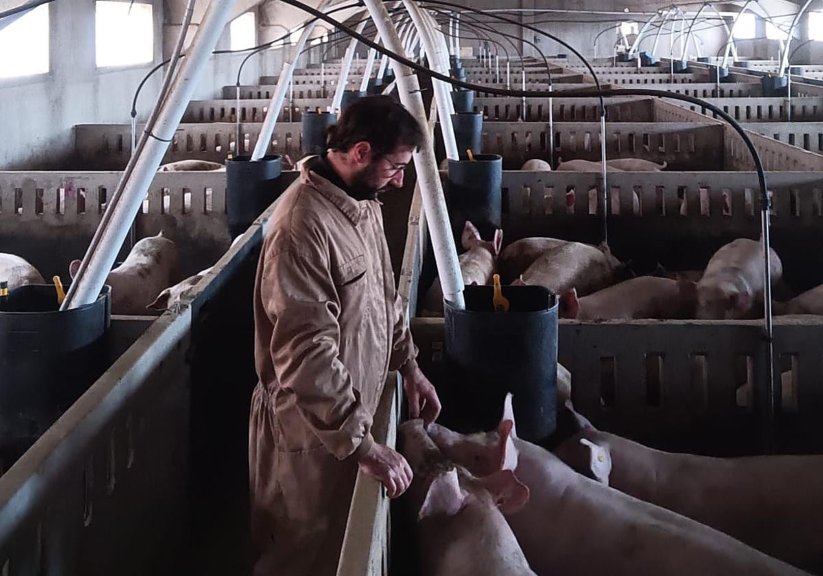 Miguel Ángel Querol, en el interior de su granja.