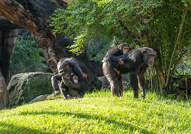 Familia de chimpancés en la selva de BIOPARC Valencia