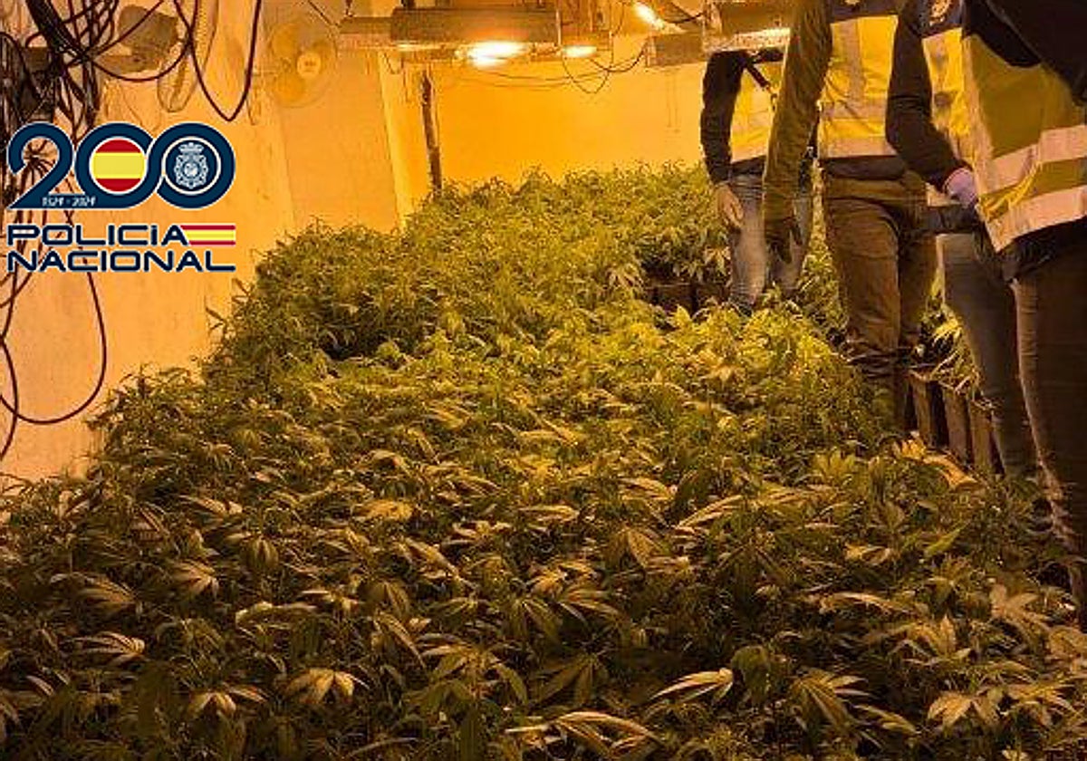 La plantación de marihuana desmantelada por la Policía.