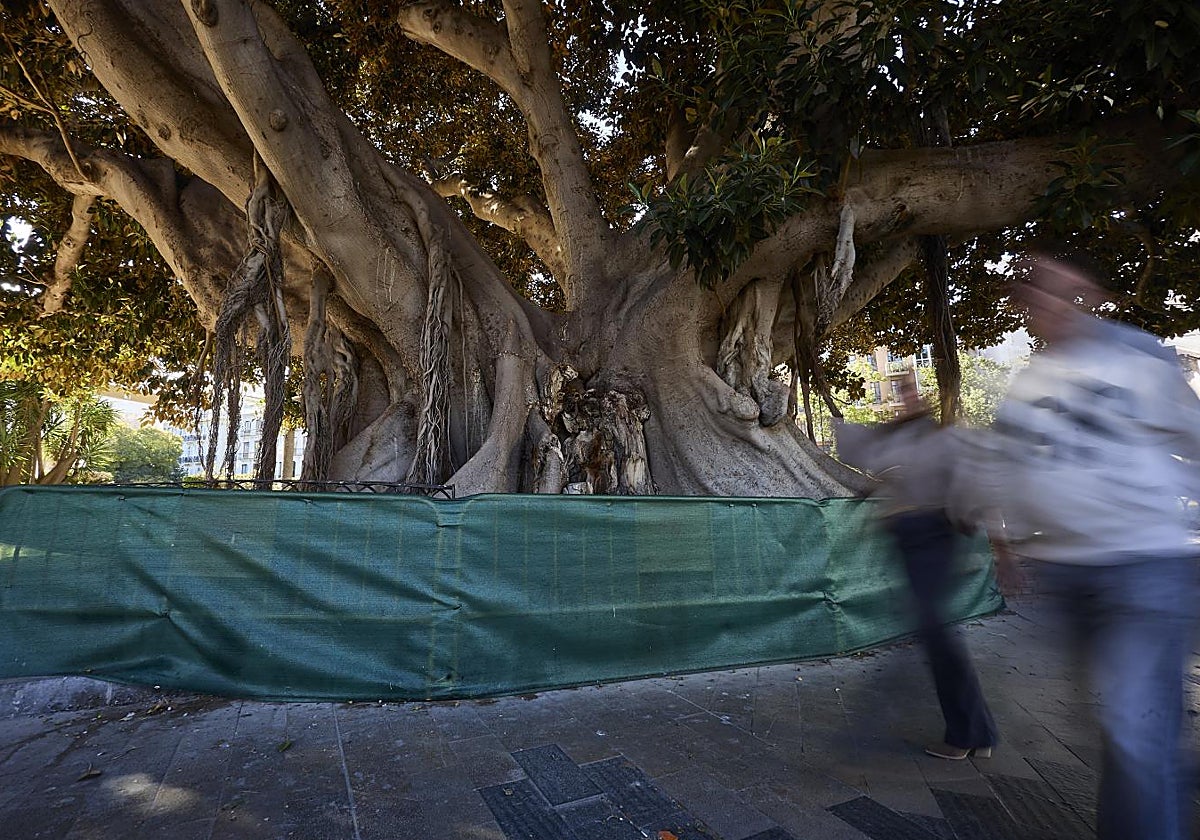 Estado actual del ficus, con una valla que rodea al árbol.