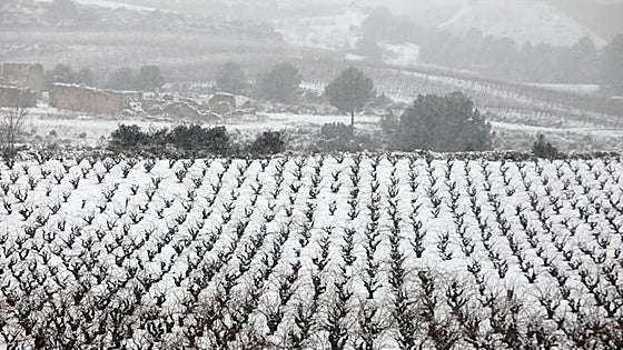 El Ayuntamiento de Requena emite un comunicado y pide a los vecinos almacenar alimentos y combustible para una semana ante la ola de frío polar