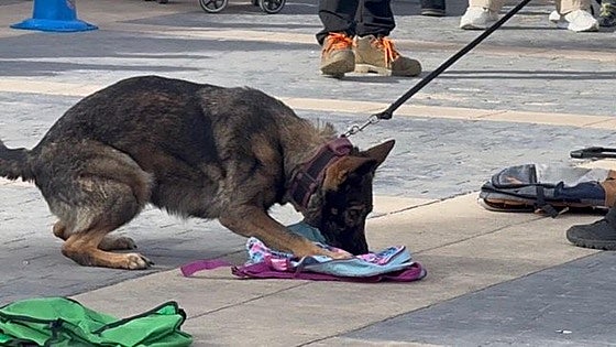 Almàssera celebra con éxito la Feria Animal