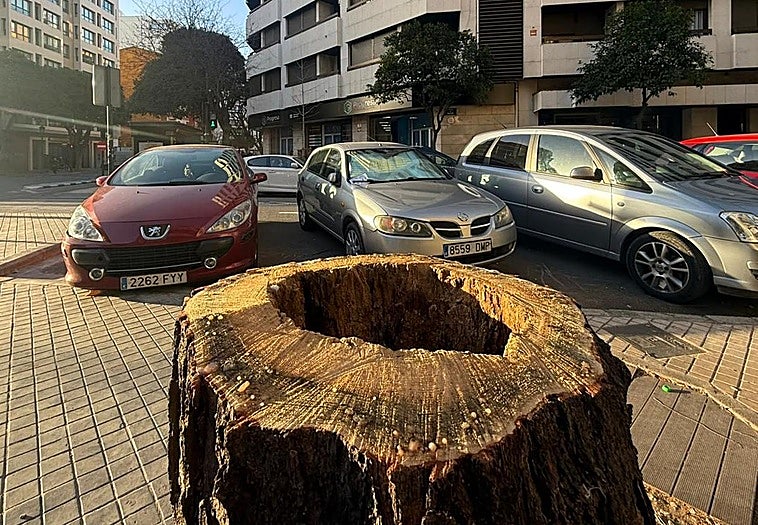 El vendaval se ceba con árboles podridos por la acción de un hongo indetectable