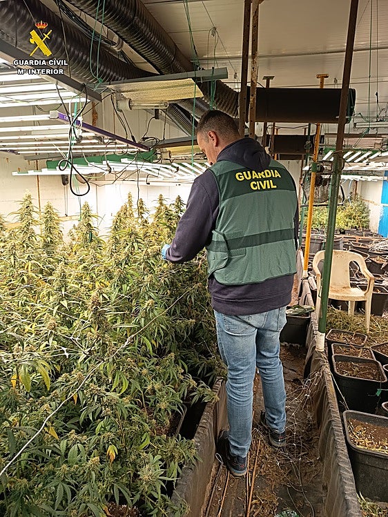 Desmantelada en Vallada una plantación de marihuana con más de mil ejemplares