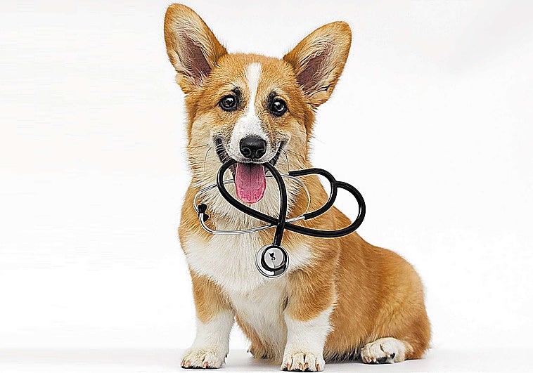 Las mascotas, grandes aliados frente a la soledad no deseada