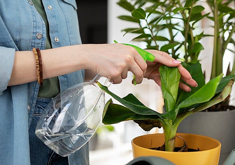 Los horticultores coinciden: «Este es el mejor momento del día para regar las plantas»