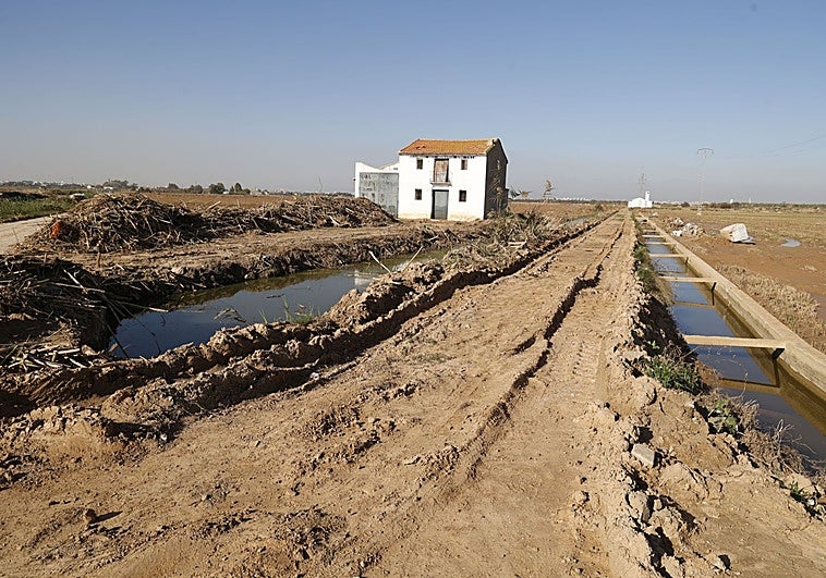 Las acequias salvaron los arrozales de la Albufera de quedar inservibles tras la dana
