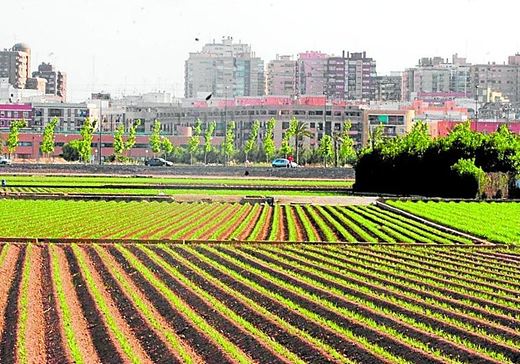 El cultivo de chufas entra en decadencia