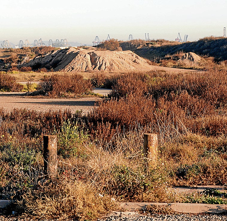 El plan del Ayuntamiento para el polideportivo del Saler: más dunas y espacios protegidos para enebros marinos
