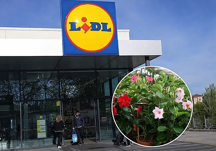 Desde solo 2 euros: Aterrizan en Lidl plantas con flores llamativas y resistentes al calor