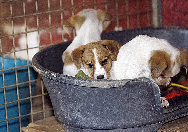 La UE vota el 28 de abril una norma clave para proteger a perros y gatos