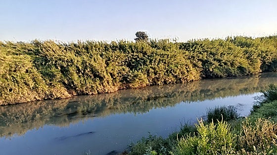Cultivos reconvertidos en bosque de ribera para que el Júcar pueda crecer