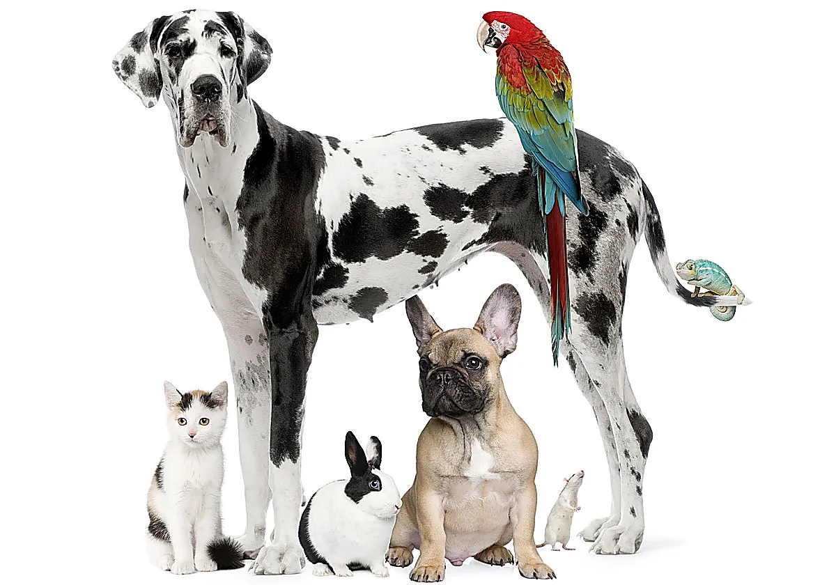 Ya está en vigor: Prohibido dejar a los perros solos más de 24 horas, y a los gatos u otras mascotas más de 3 días