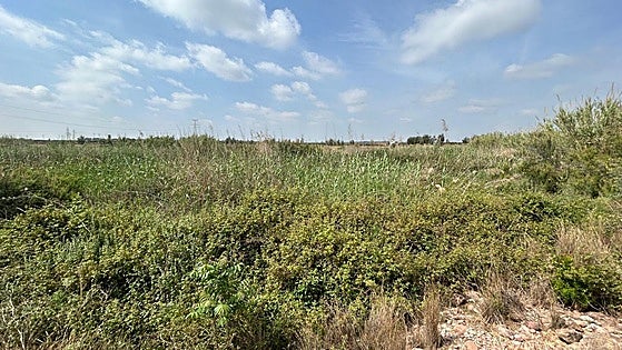 Agricultores desde Bétera a Alboraya denuncian la «selva del Carraixet»