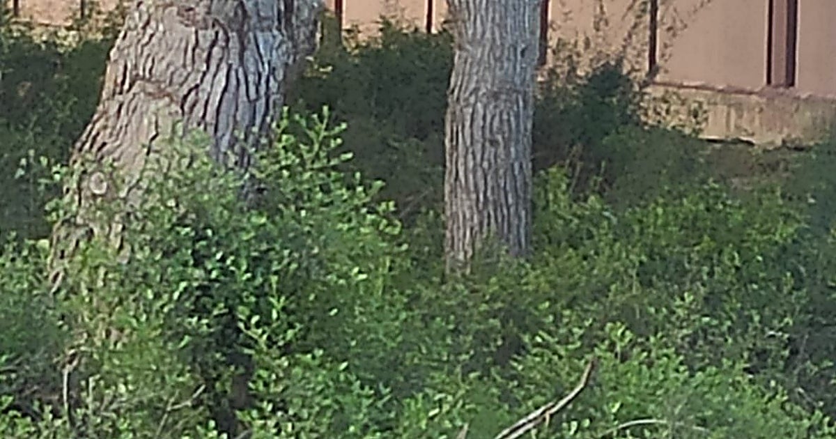 Vecinos denuncian que los jabalíes ya se pasean por las urbanizaciones de El Saler