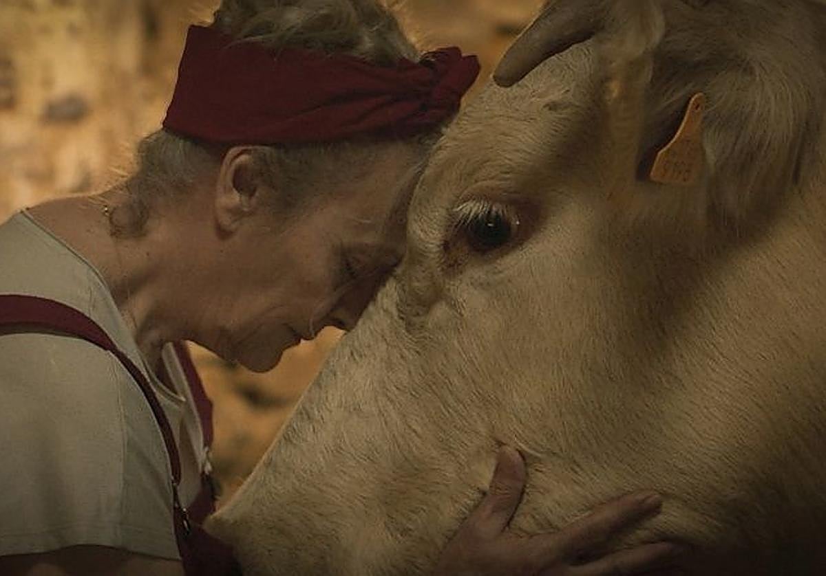'Cowgirl': la vaca valenciana que nos enseña que siempre se puede volver a empezar