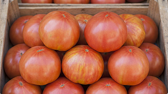 El Perelló se rinde al sabor con la XIII Feria del Tomate