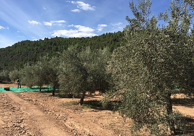 Recogida de la aceituna en la Sierra de Espadán.