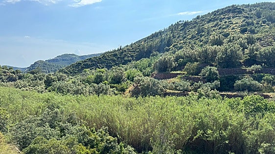 Gátova exige a la CHJ que se deje de excusas y que actúe «de una vez» en el barranco del Carraixet