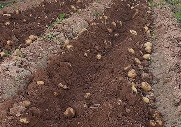 Los agricultores denuncian pérdidas de 18 millones por la «desastrosa» campaña de cebollas y patatas